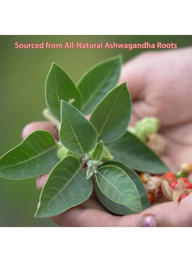 A Kilo of Spices | Premium Ashwagandha Powder 1 Kg | Revitalize Your Body and Mind with Pure Ashwagandha Powder Support for Calm and Energy | Pure and Potent Wellness Blend for Relaxation - Image 3